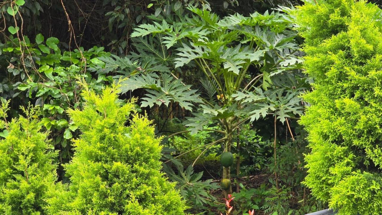 Green Aura Ξενοδοχείο Sultan Bathery Εξωτερικό φωτογραφία